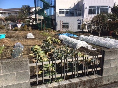 「グループホームふれんど」の菜園。土いじりも楽しめる。