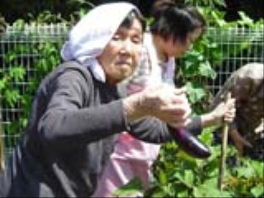 庭