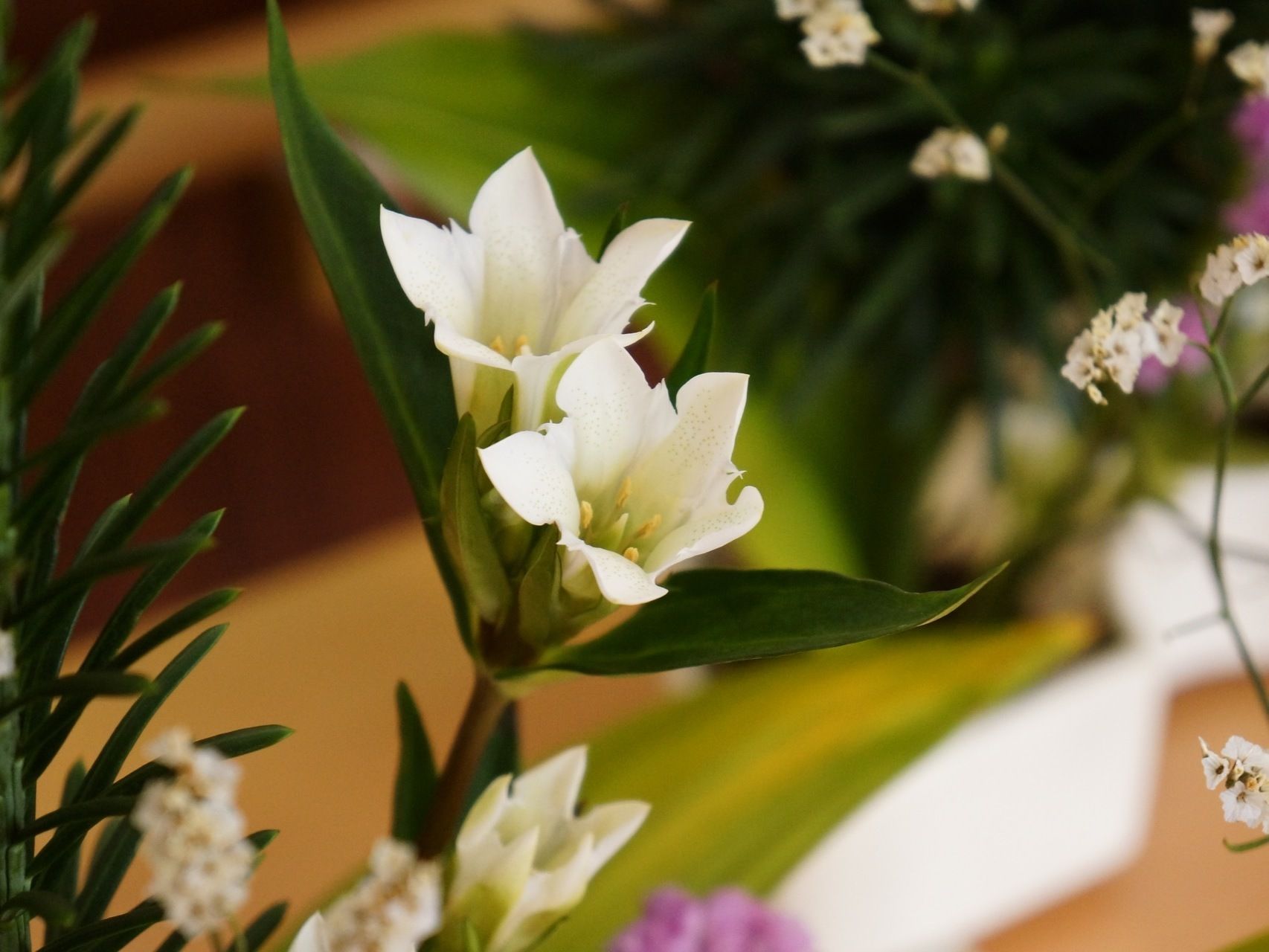 施設に置かれている植物は、白い花や紫の花など様々である。「笑顔のある生活」を送れるよう、配慮されている。