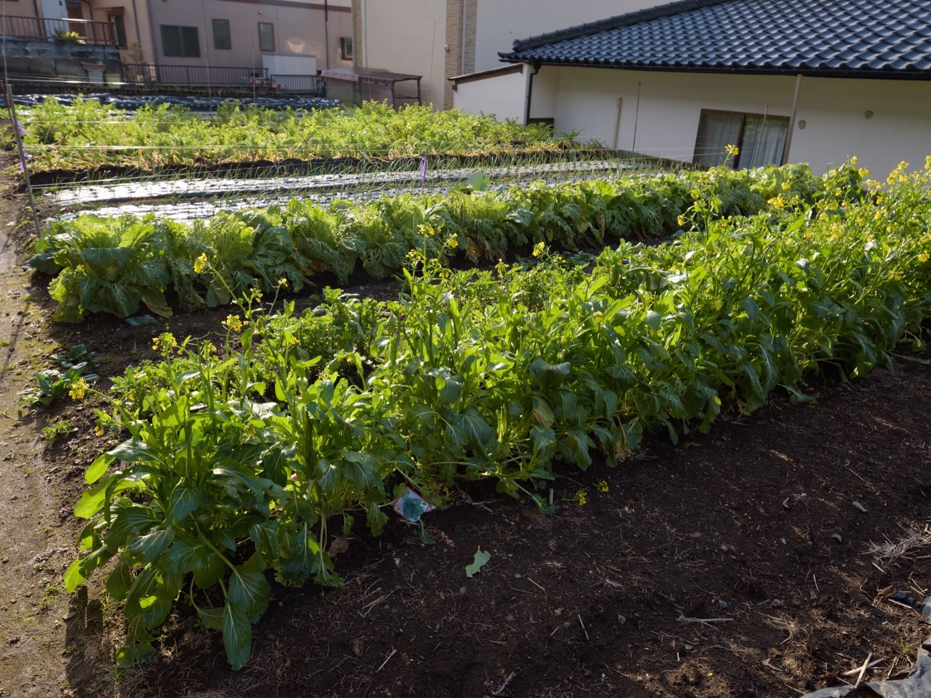 日当たりのよい広々とした菜園に数種類の野菜が植えられている。畝の間隔はゆったりとしていて移動しやすい。