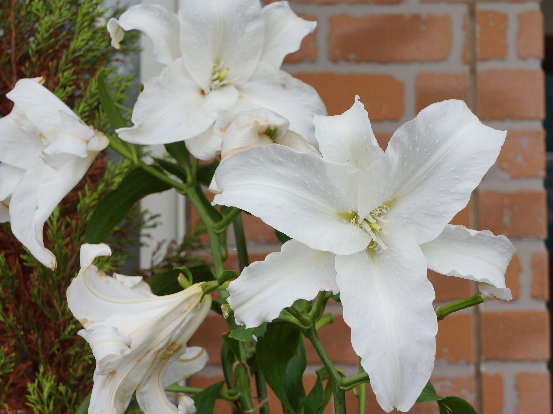 庭に咲いているユリの花も大きく成長している。植物は、季節を感じさせてくれたり、人の心の癒しになったりする。