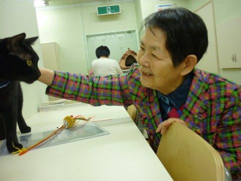 当施設には猫と触れ合うことのできるイベントがある。ご希望の入居者様は猫に触ったり遊んだりすることができる。