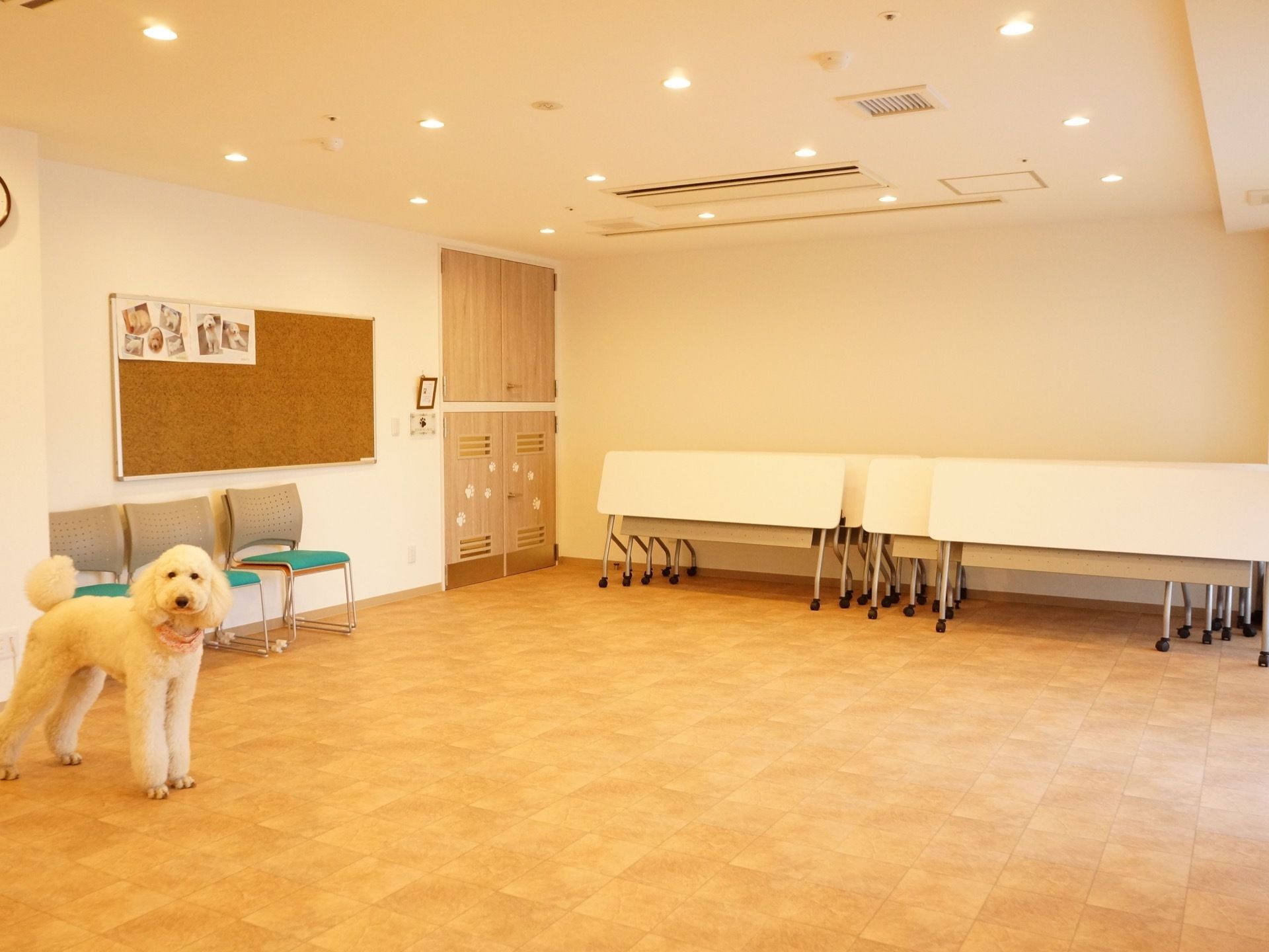 施設には白く大きなセラピー犬が看板犬として存在する。室内で多くの人と触れ合っても問題ないよう訓練と清潔さが行き届いている。