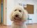 施設ホームページでも看板犬として紹介されているセラピー犬。白くふわふわの毛は手入れをされ、首には目印のバンダナを巻いている。