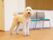 手入れの行き届いた毛並みの犬である。首にはワンポイントとして赤い柄のバンダナが巻いてあり、見た目にもこだわっている。