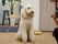 施設のセラピー犬には専用のスタッフがトレーナーとして付いている。入居者様と触れ合う時には同行し監督を行う。