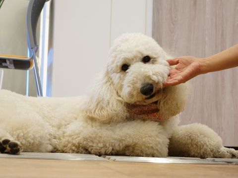 白い毛並みセラピー犬が床に座っており、その犬の顎を誰かが撫でている様子