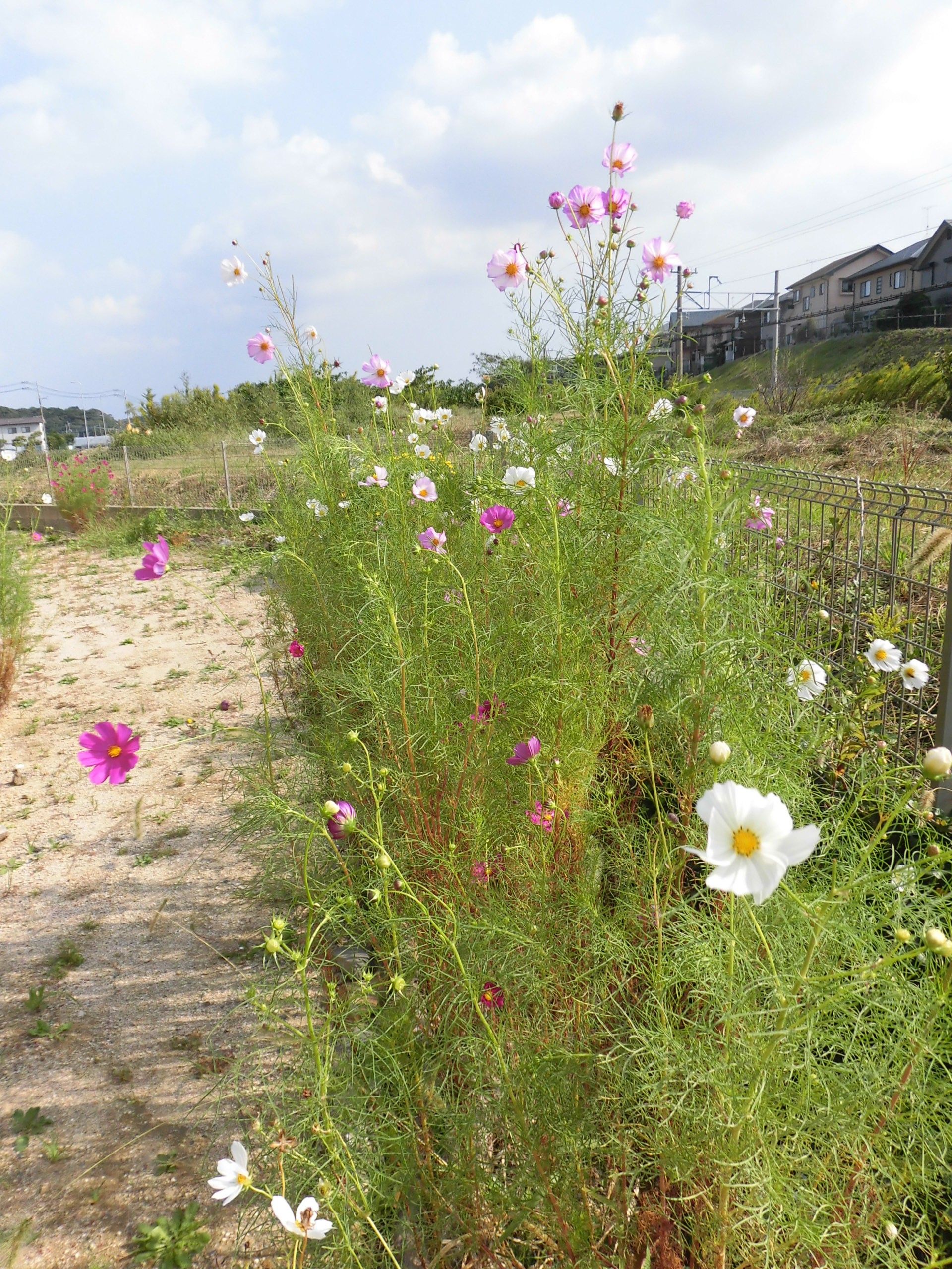 彩り豊かな花壇