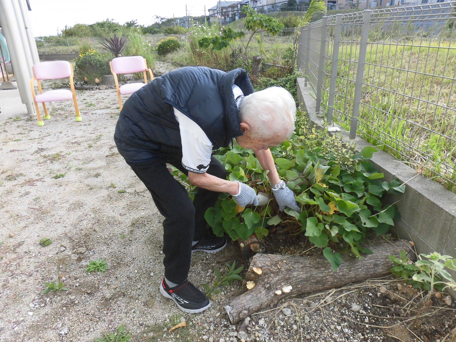 お庭で植物の手入れをする人