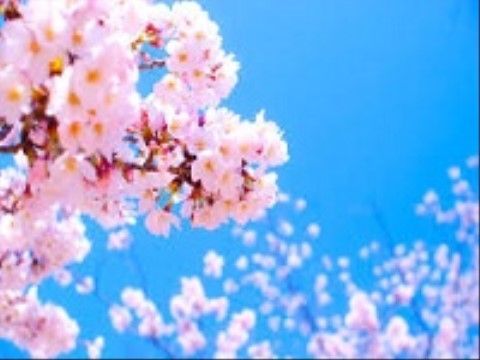 青空の中に咲いている、花たわわな濃いピンク色の桜の花