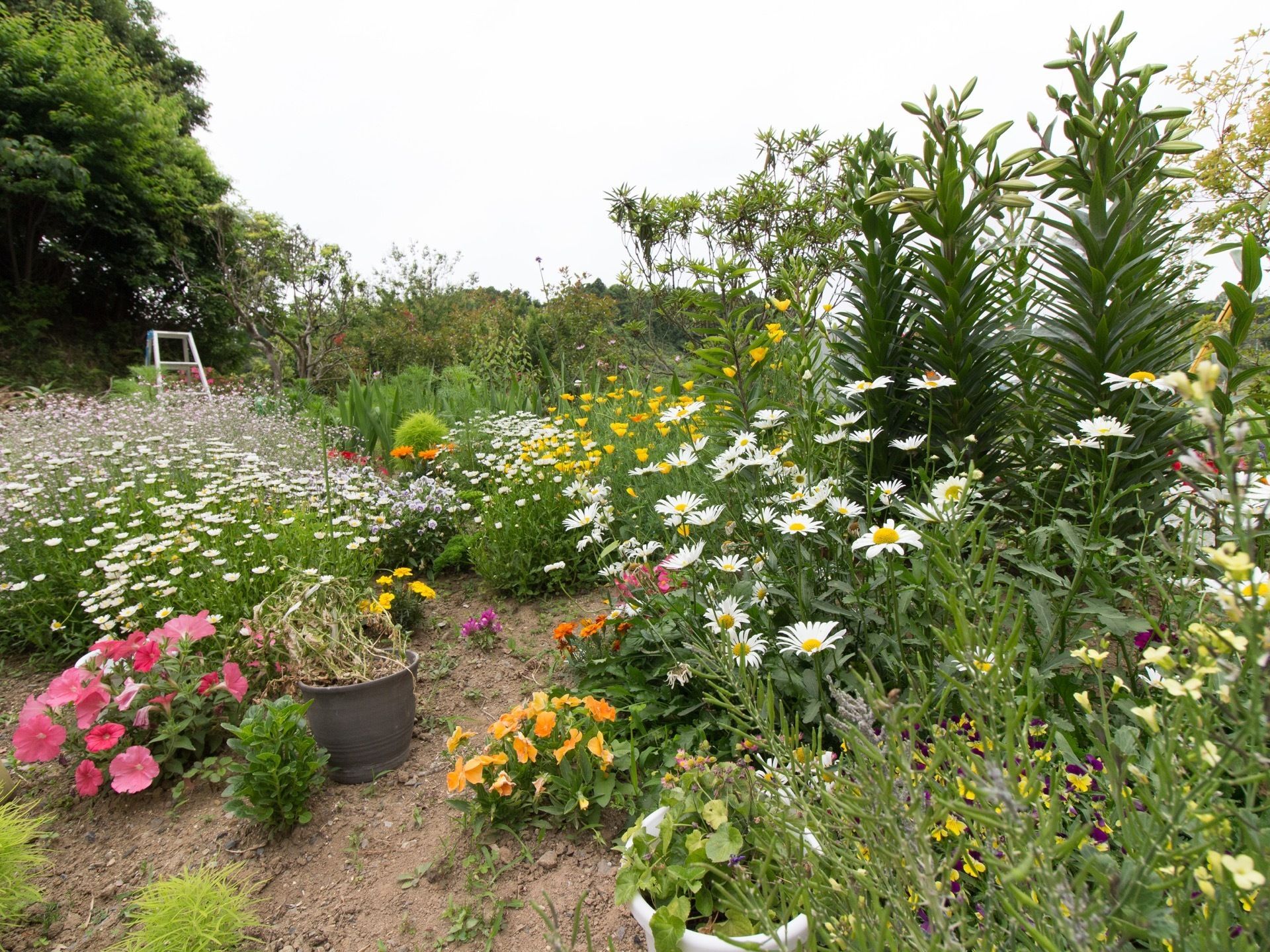 施設玄関前に作られた花壇である。白や黄色、ピンク、紫などさまざまな色の花が咲き誇っている。周囲には背の高い建物はない。