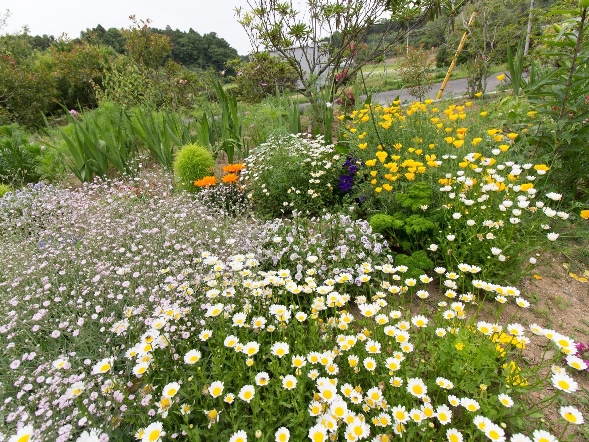 数えきれないほどの花が咲いている花壇である。お世話されており、季節によって咲く花が変化する様子を見ることができる。