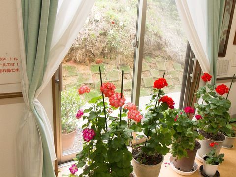 外の様子が見える窓の前に設置されている鉢植えの花々