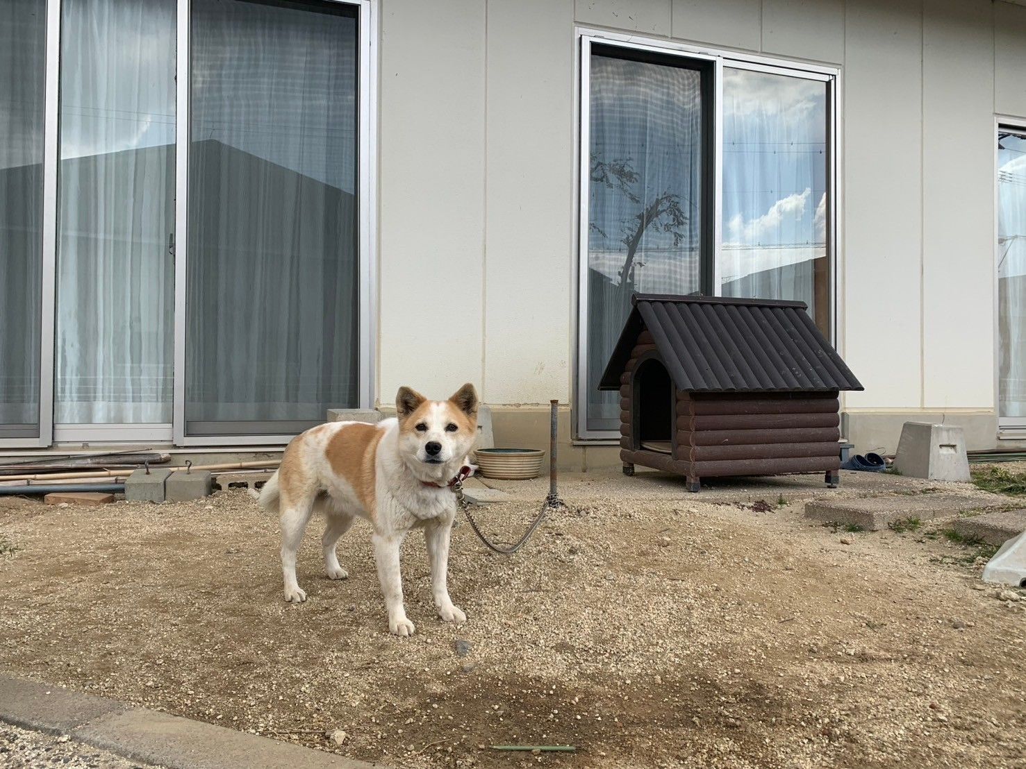 犬と小屋のある庭