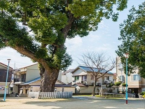 施設近くの大きな公園には、樹齢が約600年といわれる大きなくすの木がある。この木は天然記念物に指定されている。