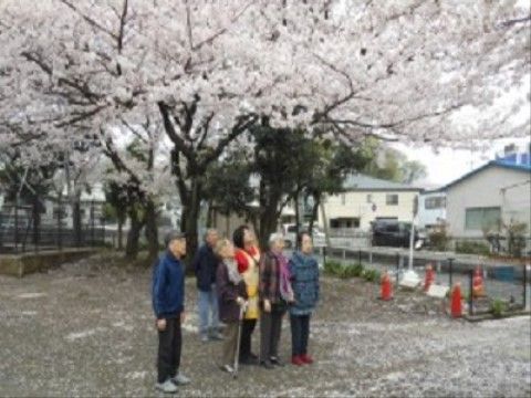 施設外への散歩の途中で、満開の桜を眺める入居者の皆さん