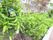 屋上にある花壇には、みかんが植えられている。利用者のリクリエーション活動の1つとして野菜の栽培をしている。