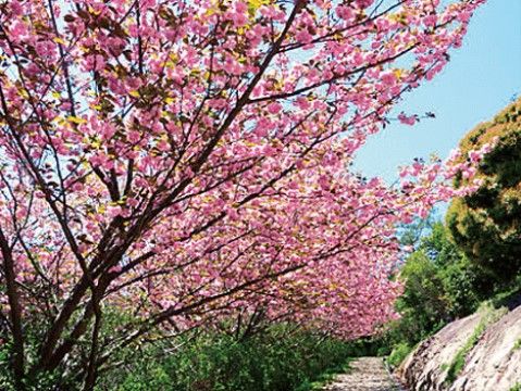 施設からすぐ近くの場所には広々とした公園がある。春には梅や桜の花を咲かせるなど、お花見がてら散歩もできる。