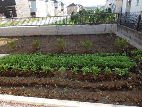 きちんと耕され、畝ごとに異なる野菜が植えられている施設内の菜園