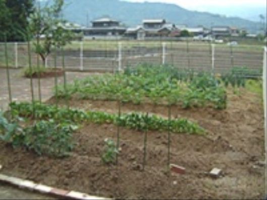 庭