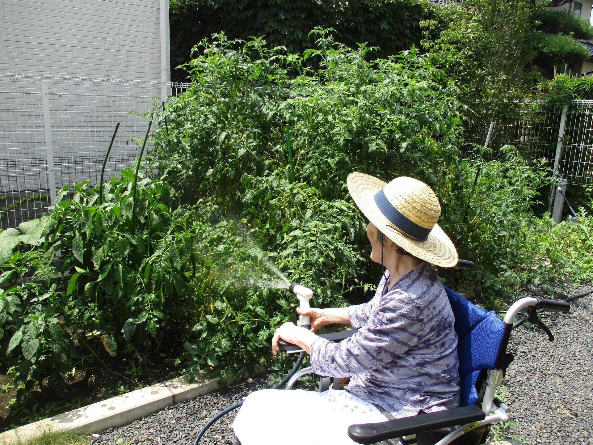 施設の庭に生い茂る植物にホースでお水をあげる入居者