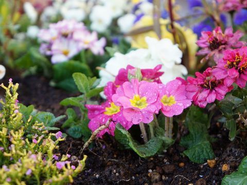 色鮮やかな季節の花々がみずみずしく咲き誇る施設の花壇