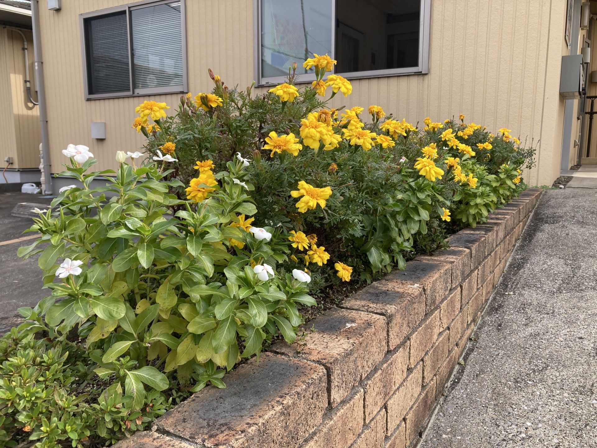 色とりどりの花壇
