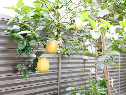 レモンの木