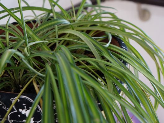 観葉植物