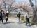満開の桜の下を入居者様とスタッフが歩いている。積極的に外に出て、季節を感じられるレクリエーションも多数用意されている。