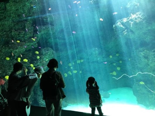 外出（水族館へ）
