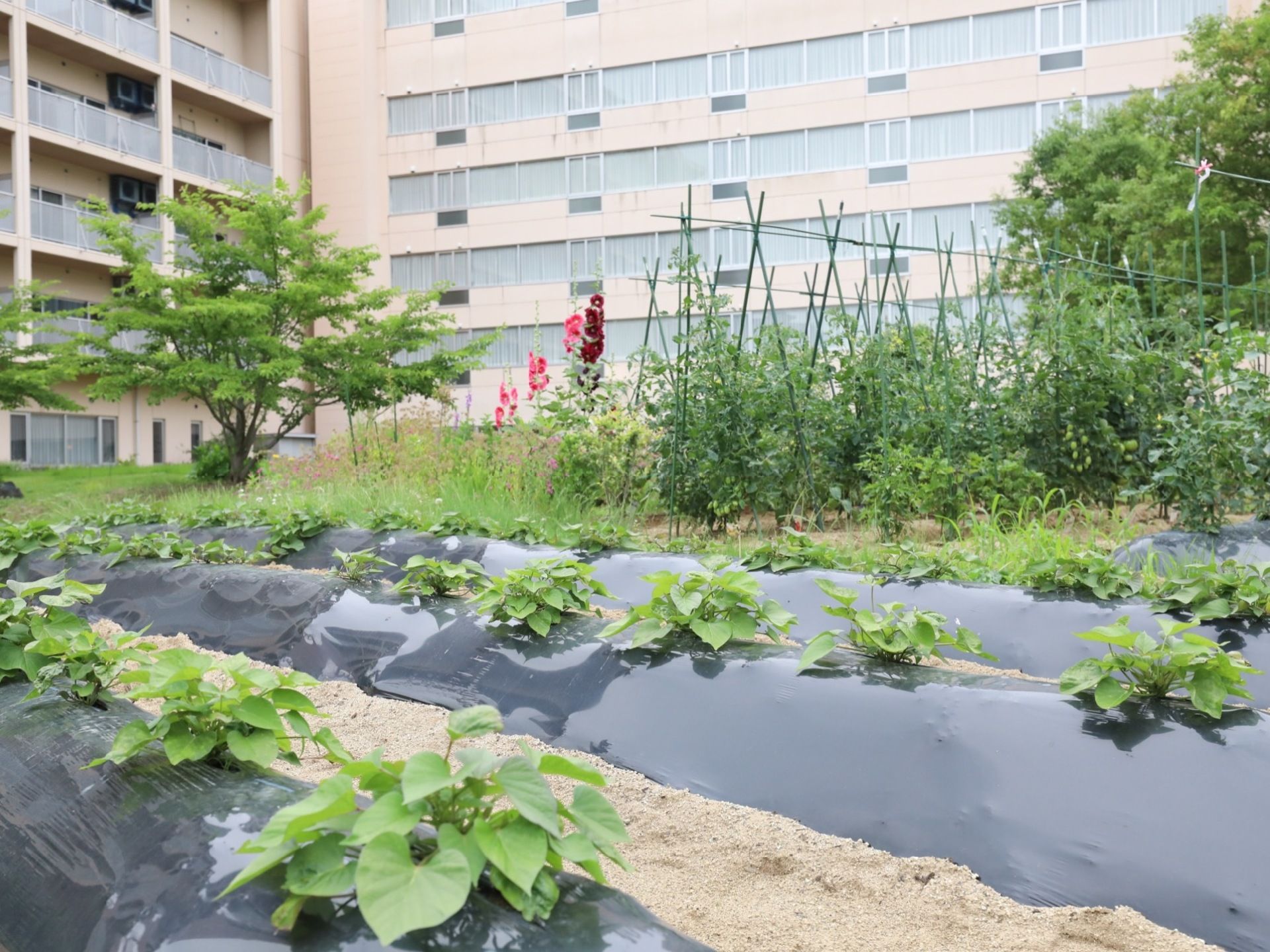 除草シートを施した大きな畑でたくさんの作物を育てている。緑が多く、落ち着いた雰囲気を醸し出している。