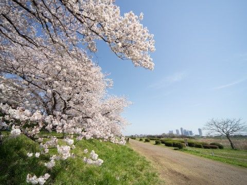 当施設は大きな川が見渡せる場所にあるので、春には桜並木を眺めながら、ゆっくりと遊歩道を散策することができる。