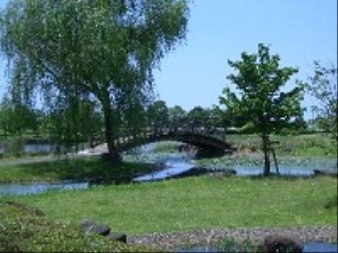 写真中央に大きな木が写っている。その根元には橋が架けられており、川が流れている。その他にさまざまな樹木が植えられている。