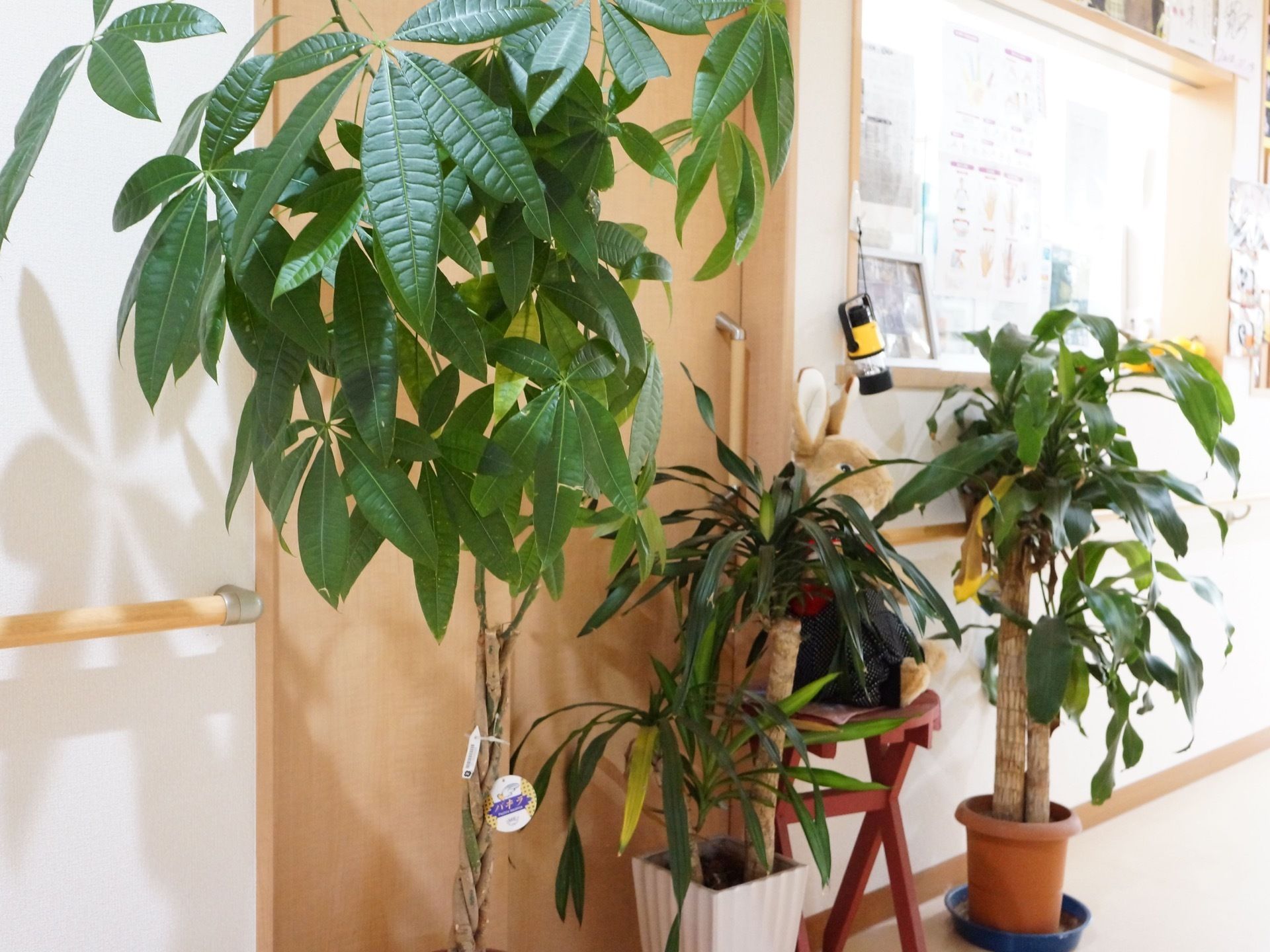 ホール、通路などに４種類の観葉植物を置いている。入居者様の心や目を癒したり、空気清浄効果を考えている。