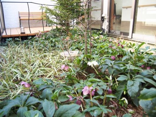 クリスマスローズ