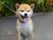 施設にいる柴犬の正面からの写真である。首輪につながれており、緑の葉を背景にして座っているポーズである。