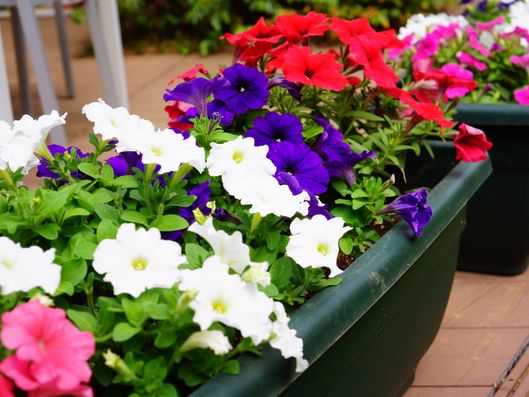 プランターの花