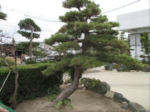 施設内には、大きな青々とした松の木が植えられ、温かみのある落ち着いた和風テイストな庭園が設置されている。