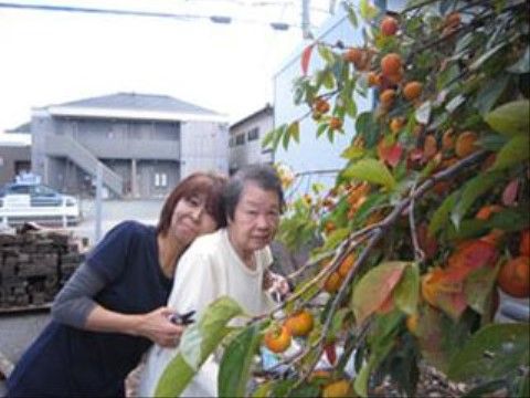たくさん実った柿を収穫しているサポートスタッフとご入居様