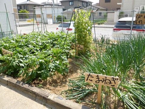 手入れされた居室の畑