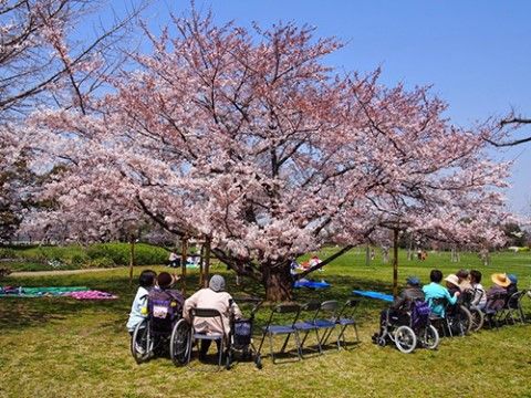 桜木の下で憩う利用者