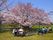 桜の下で憩う利用者様