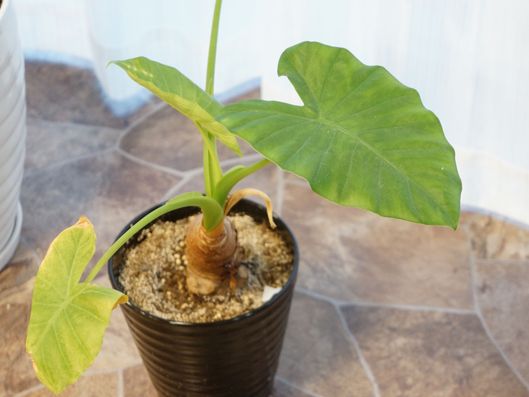 スライドショー