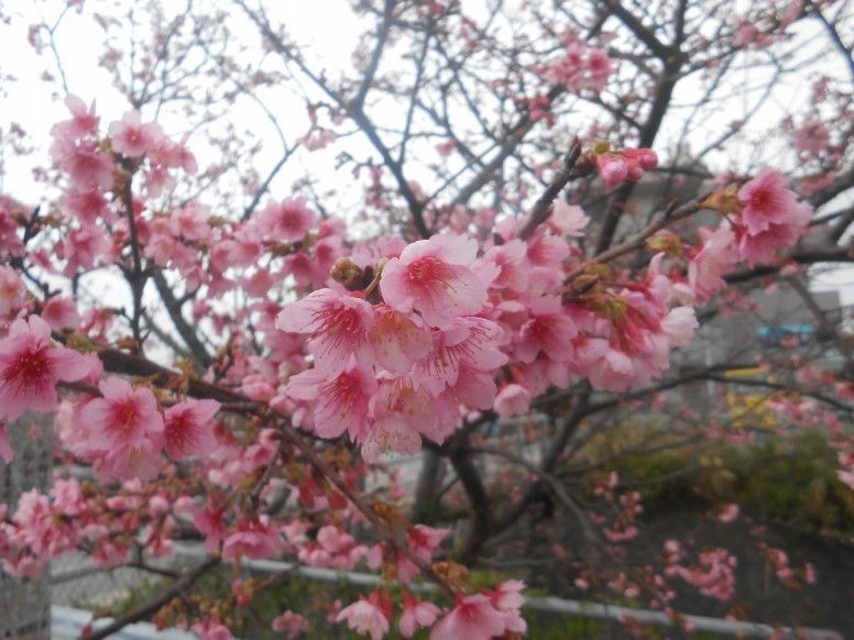 施設では、毎年さまざまな行事を行っている。中でも、お花見は入居者様が楽しみにされ、イベントに合わせたお食事も好評である。