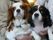 入居者様に抱かれたキャバリアという小型犬が二匹写っている。施設内で飼っているペットが入居者様を癒してくれる。