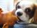 キャバリアという種類の小型犬が、おもちゃで遊んでいる。施設内で飼っているので、いつでも入居者様と触れ合える。