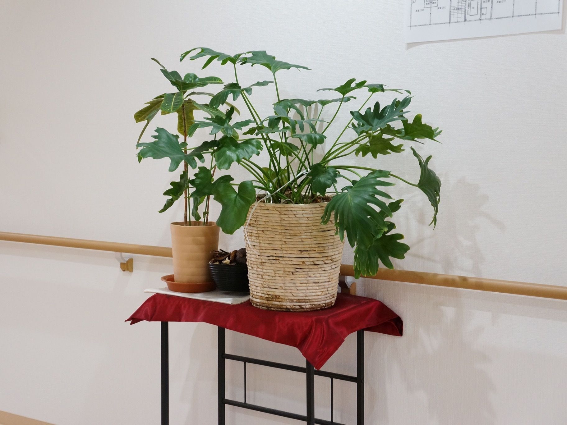 緑色の大きな葉の観葉植物が置かれた台は黒色で金属製で赤いシートが掛けられており高級感のある雰囲気となっている。