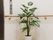 廊下の一角に観葉植物が配置されている。背後の壁には手すりが通っている。また、左側に目を向けると、エレベーターの一部が見える。