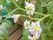 薄紫色のジャガイモの花が咲いている。施設内で栽培したジャガイモは花が咲き、茎が枯れた後に収穫できる。